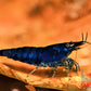 Blue Diamond Shrimp - Superior Shrimp & Aquatics