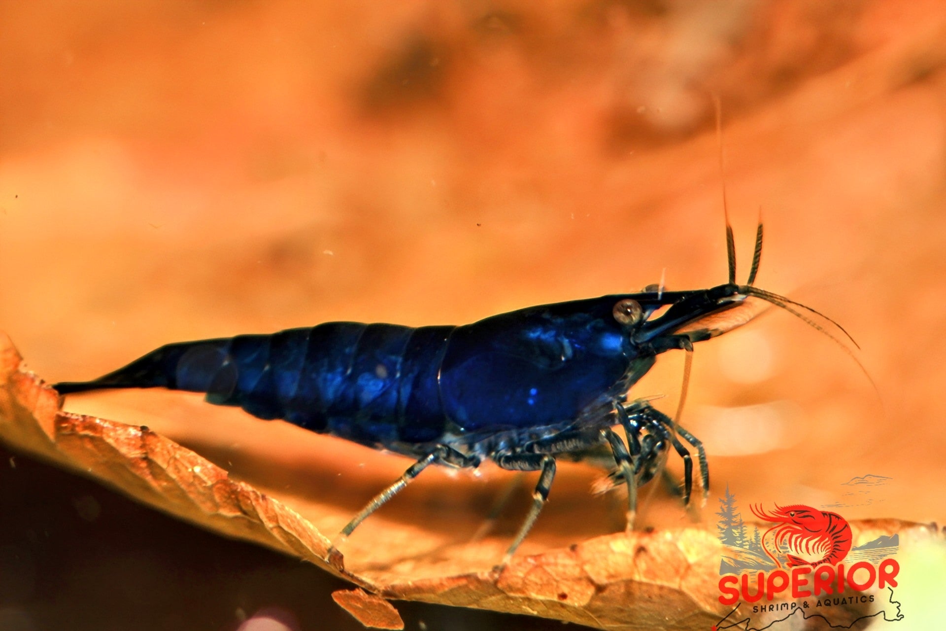 Blue Diamond Shrimp - Superior Shrimp & Aquatics