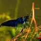 Blue Diamond Shrimp - Superior Shrimp & Aquatics