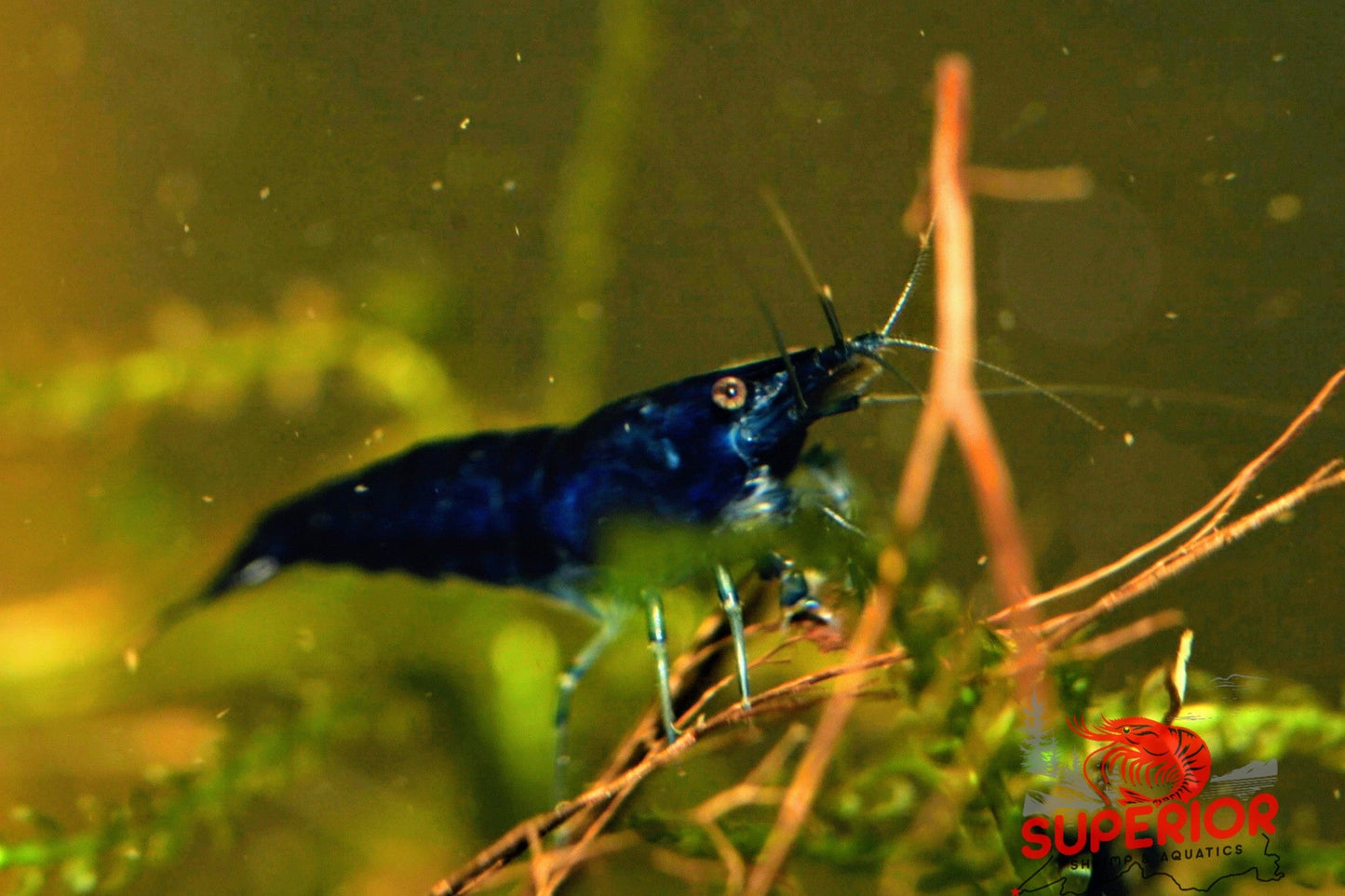 Blue Diamond Shrimp - Superior Shrimp & Aquatics