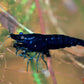 Blue Diamond Shrimp - Superior Shrimp & Aquatics