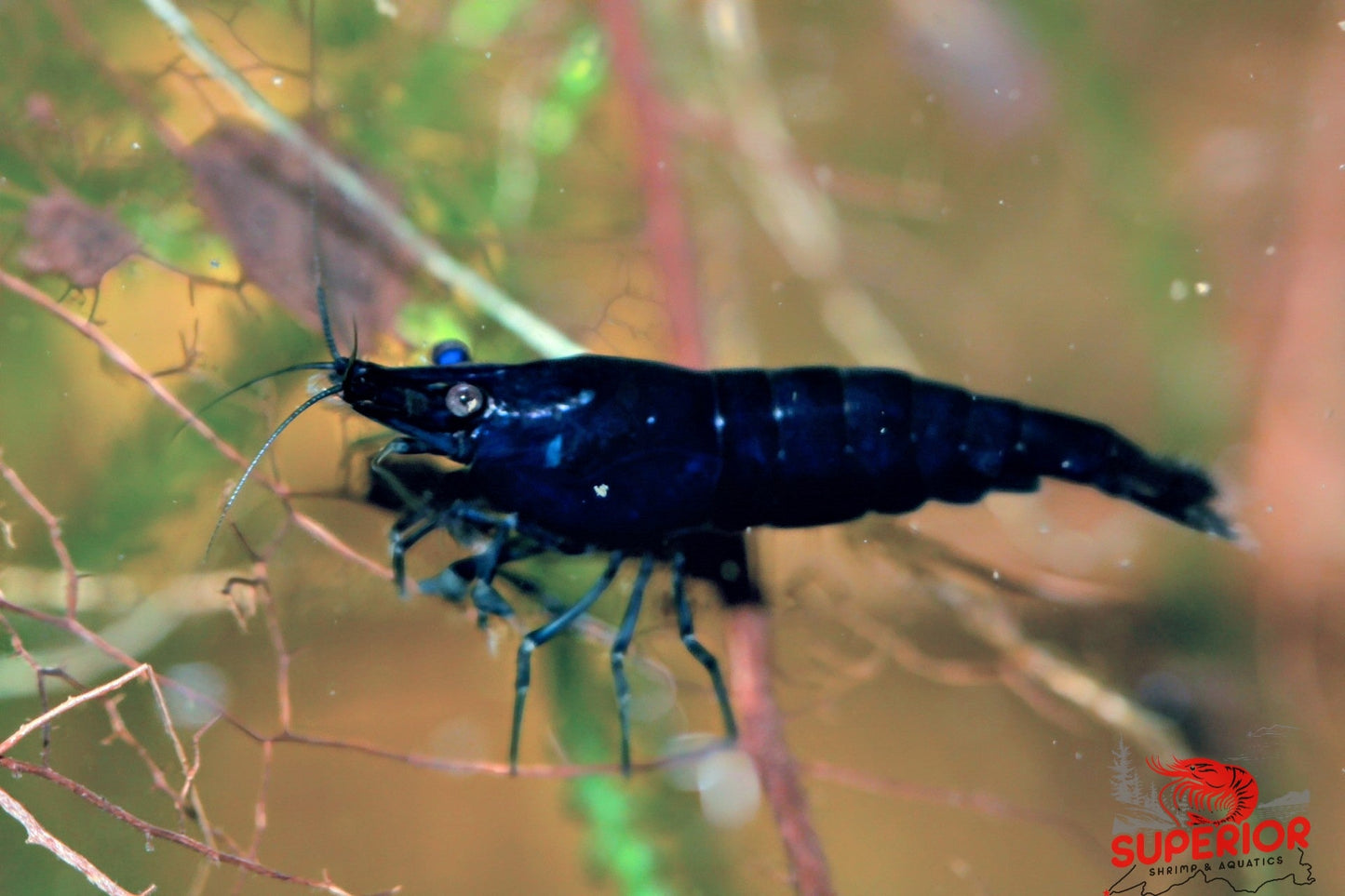 Blue Diamond Shrimp - Superior Shrimp & Aquatics