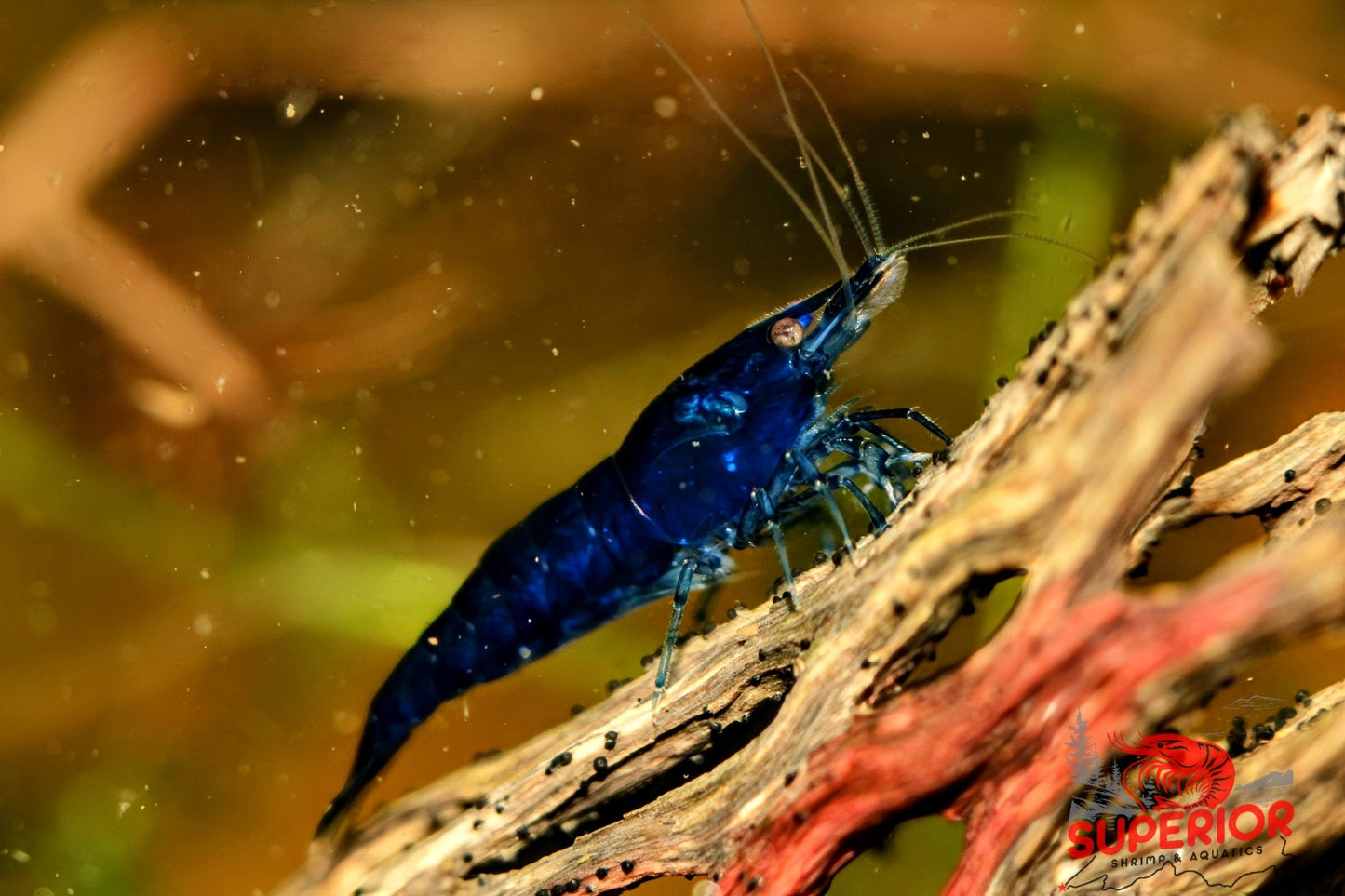 Blue Diamond Shrimp - Superior Shrimp & Aquatics