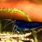 Blue Diamond Shrimp - Superior Shrimp & Aquatics