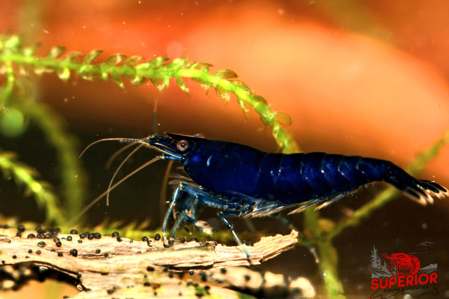 Blue Diamond Shrimp - Superior Shrimp & Aquatics