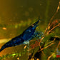 Blue Diamond Shrimp - Superior Shrimp & Aquatics