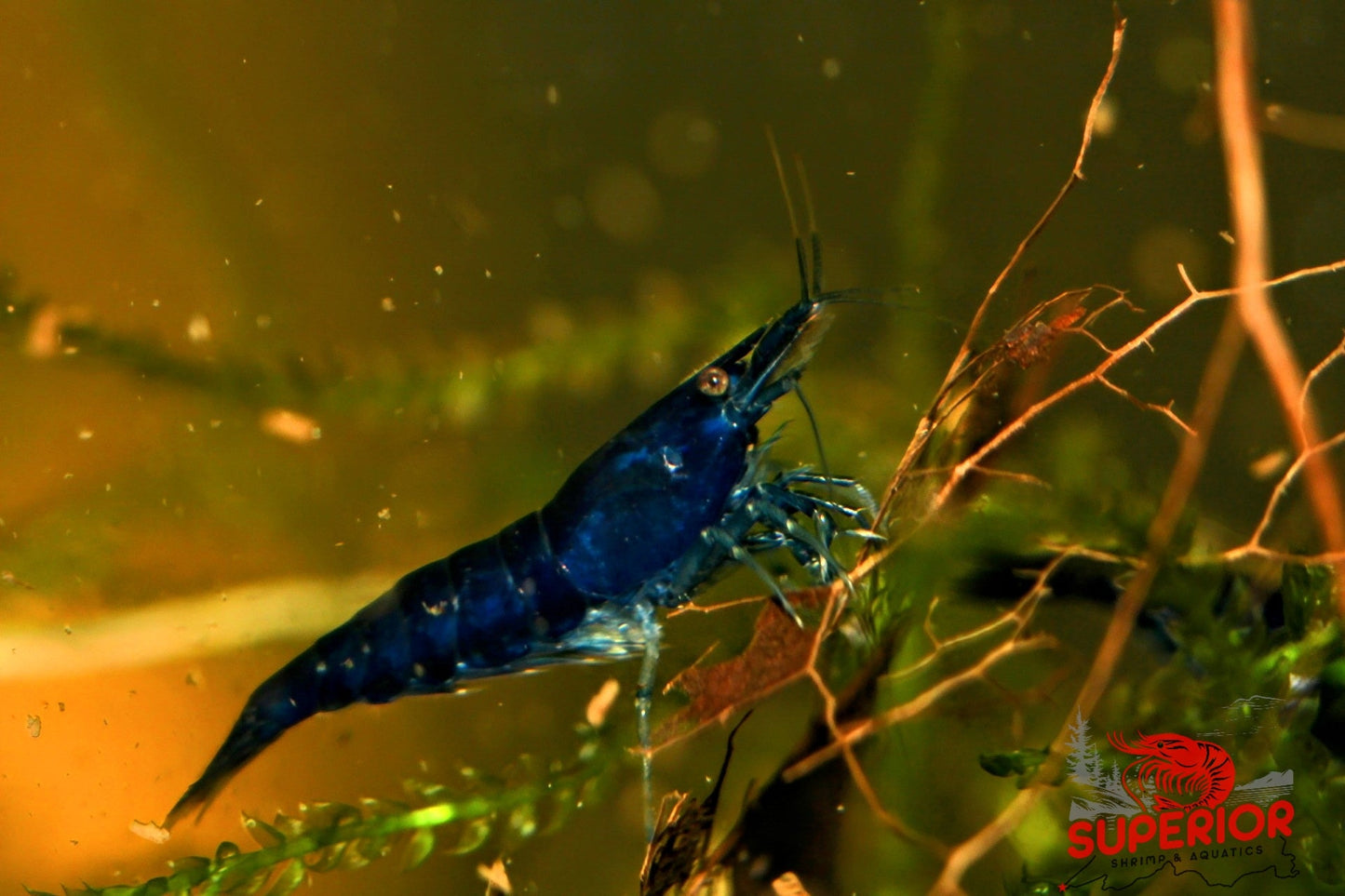 Blue Diamond Shrimp - Superior Shrimp & Aquatics