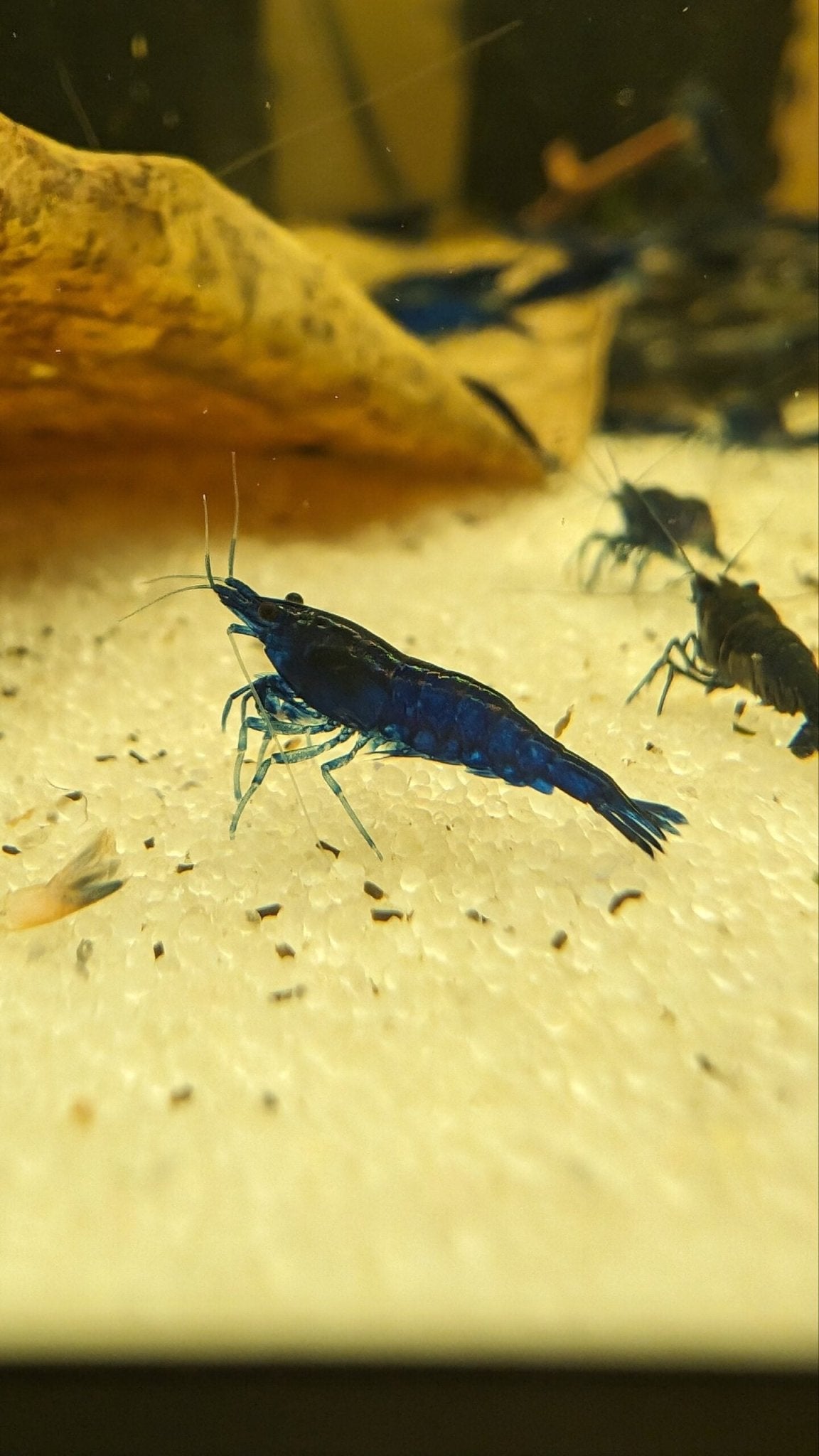 Blue Diamond Shrimp - Superior Shrimp & Aquatics