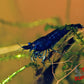 Blue Diamond Shrimp - Superior Shrimp & Aquatics