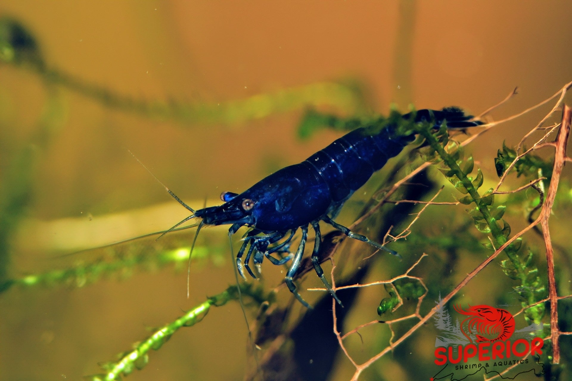 Blue Diamond Shrimp - Superior Shrimp & Aquatics