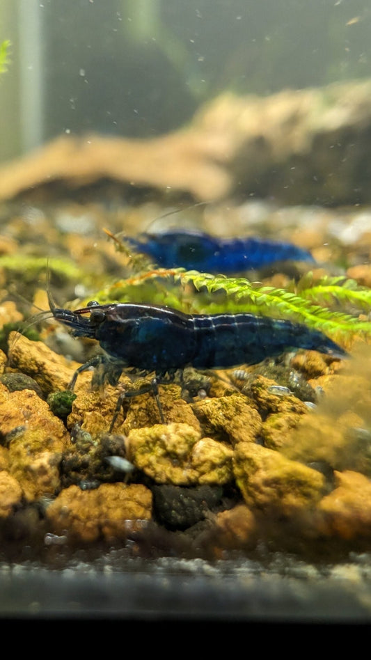 Blue Dream Shrimp - Superior Shrimp & Aquatics