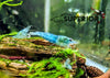 Blue Jelly Shrimp - Superior Shrimp & Aquatics