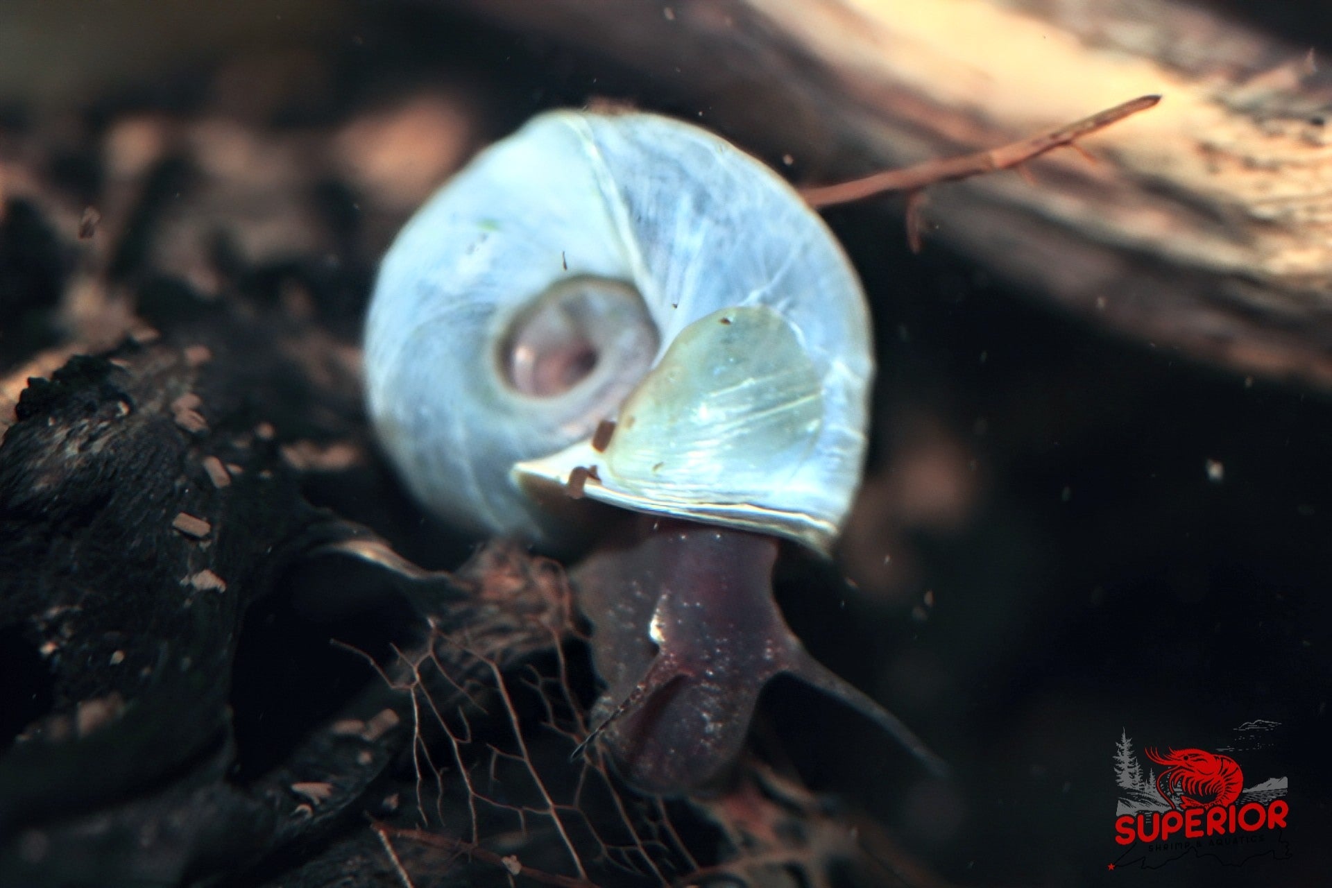 Blue Ramshorn Snail - Superior Shrimp & Aquatics