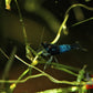 Blue Rili Shrimp - Superior Shrimp & Aquatics