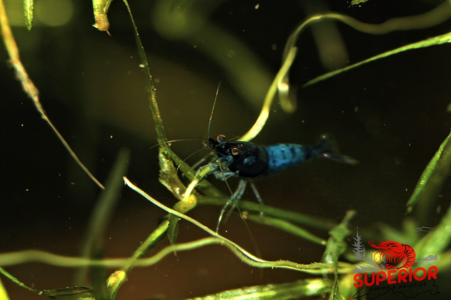 Blue Rili Shrimp - Superior Shrimp & Aquatics