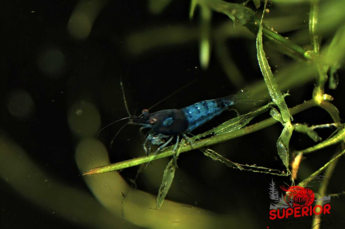 Blue Rili Shrimp - Superior Shrimp & Aquatics