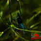 Blue Rili Shrimp - Superior Shrimp & Aquatics