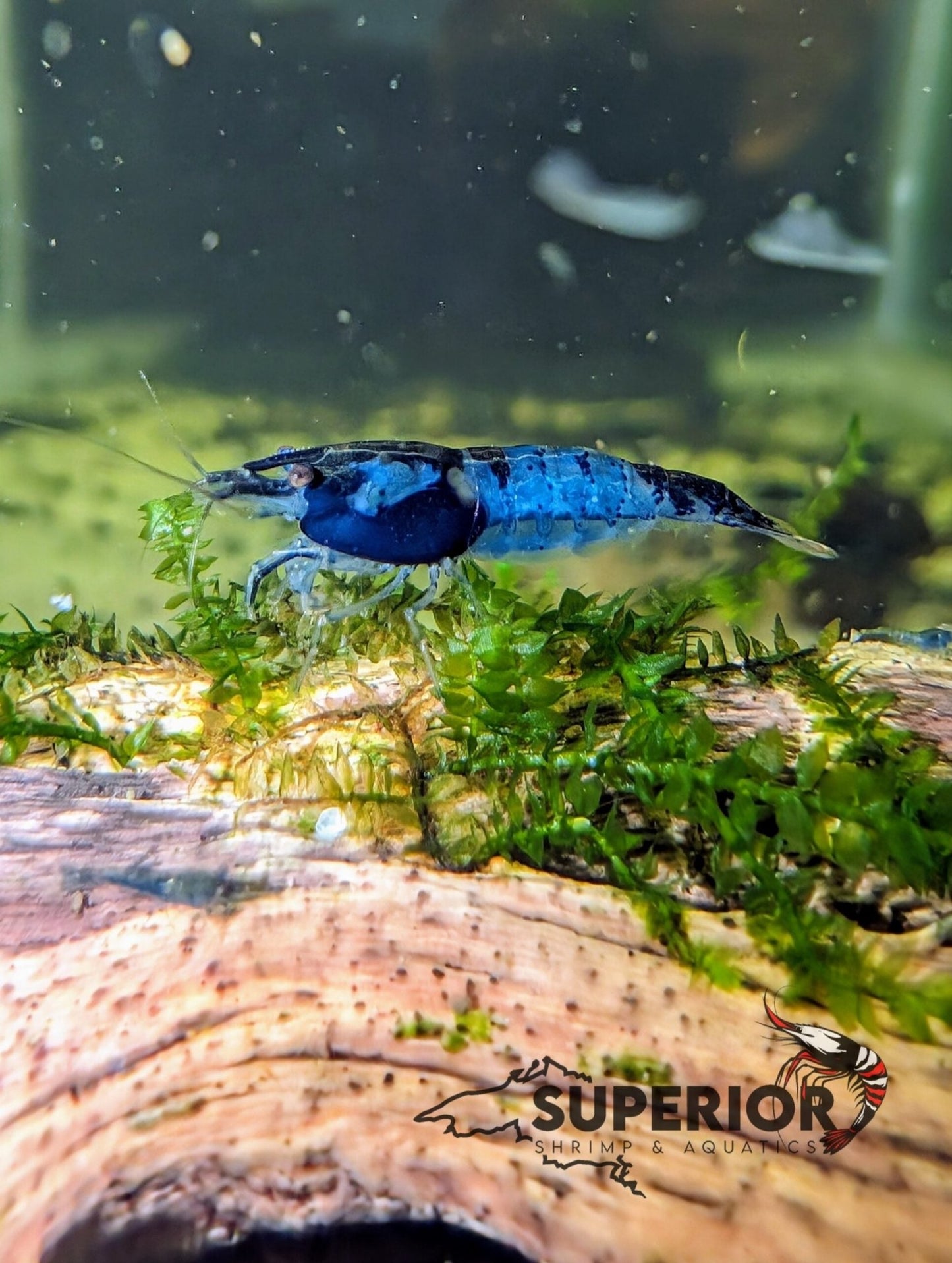 Blue Rili Shrimp - Superior Shrimp & Aquatics