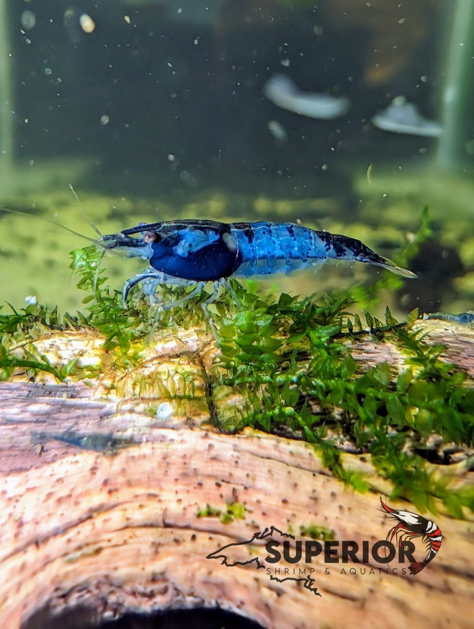 Blue Rili Shrimp - Superior Shrimp & Aquatics