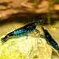 Blue Rili Shrimp - Superior Shrimp & Aquatics