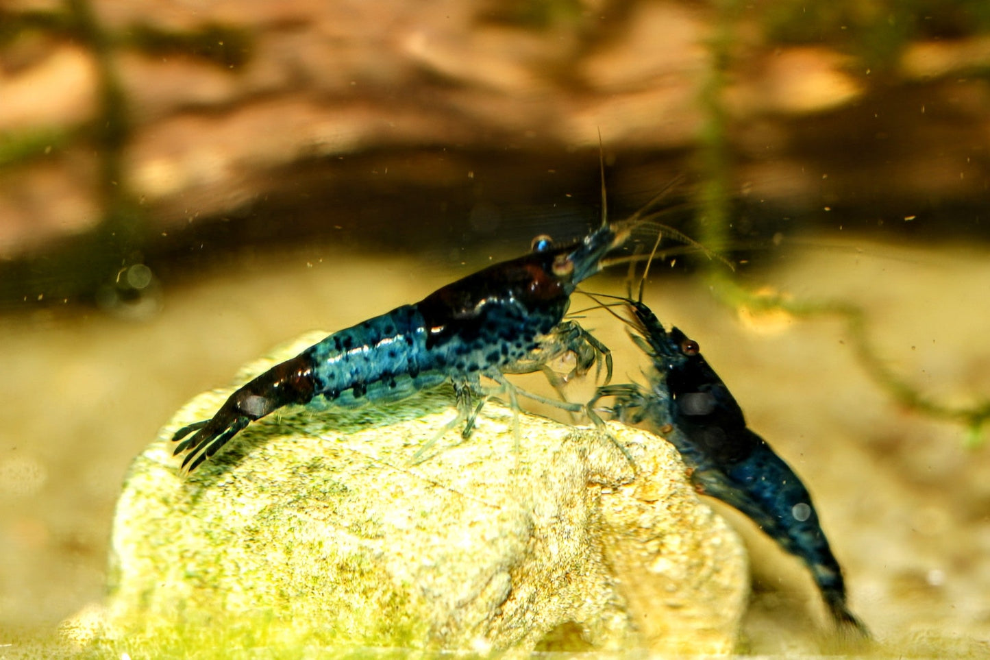 Blue Rili Shrimp - Superior Shrimp & Aquatics