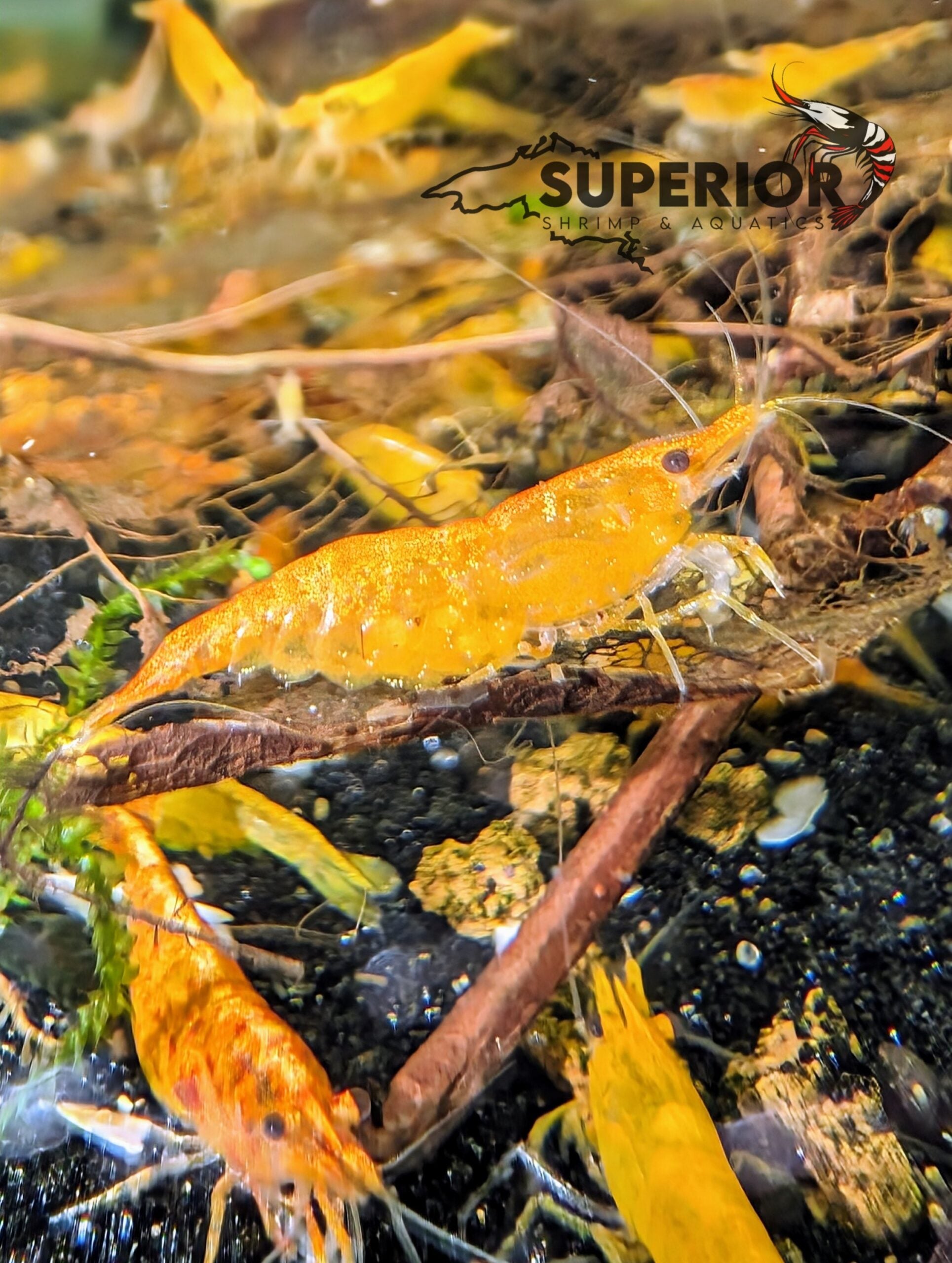 Sunkist Shrimp image 0