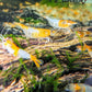 Orange Rili Shrimp image 0