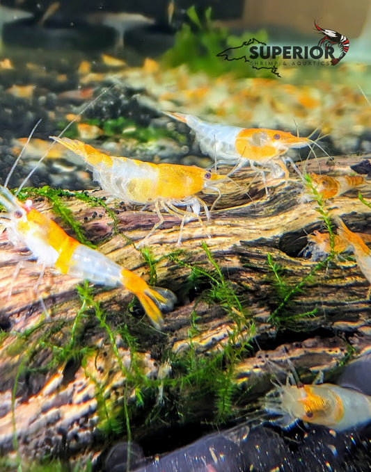 Orange Rili Shrimp image 0