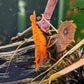 Blood Orange Shrimp image 0