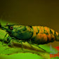 Cantaloupe Shrimp - Superior Shrimp & Aquatics