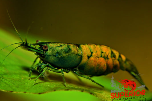 Cantaloupe Shrimp - Superior Shrimp & Aquatics