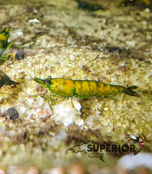 Cantaloupe Shrimp - Superior Shrimp & Aquatics