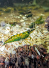 Cantaloupe Shrimp - Superior Shrimp & Aquatics