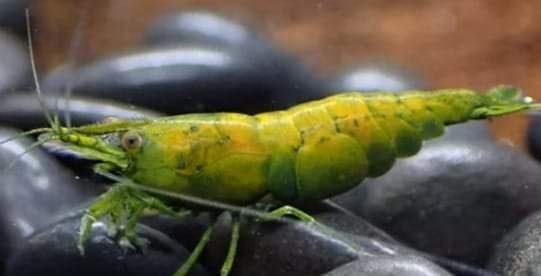 Cantaloupe Shrimp - Superior Shrimp & Aquatics