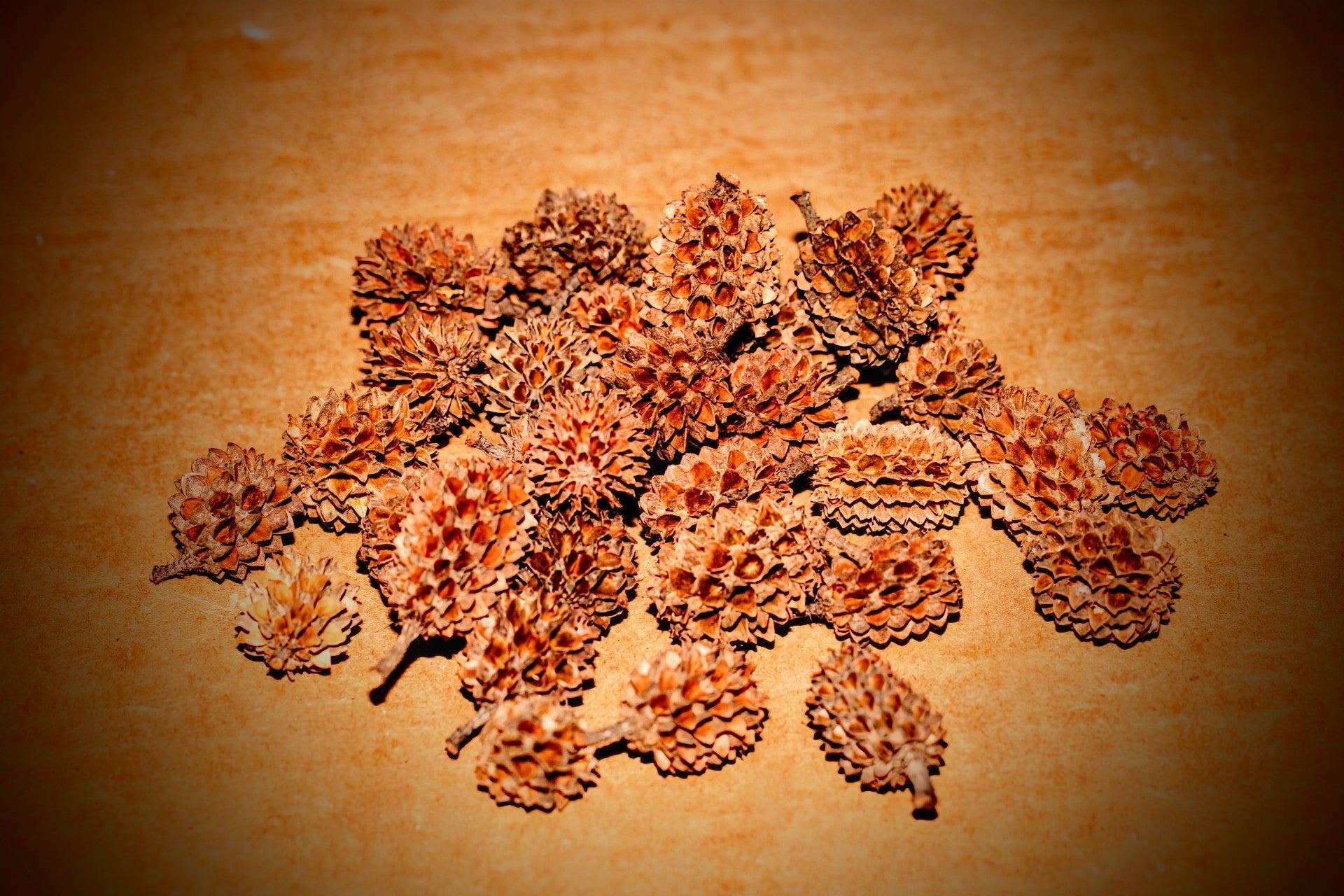 Casuarina Cones - Superior Shrimp & Aquatics