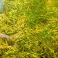 Christmas Moss (Pest Free) image 1