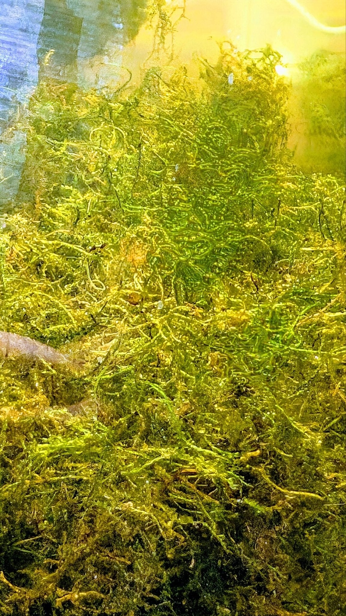 Christmas Moss - Superior Shrimp & Aquatics