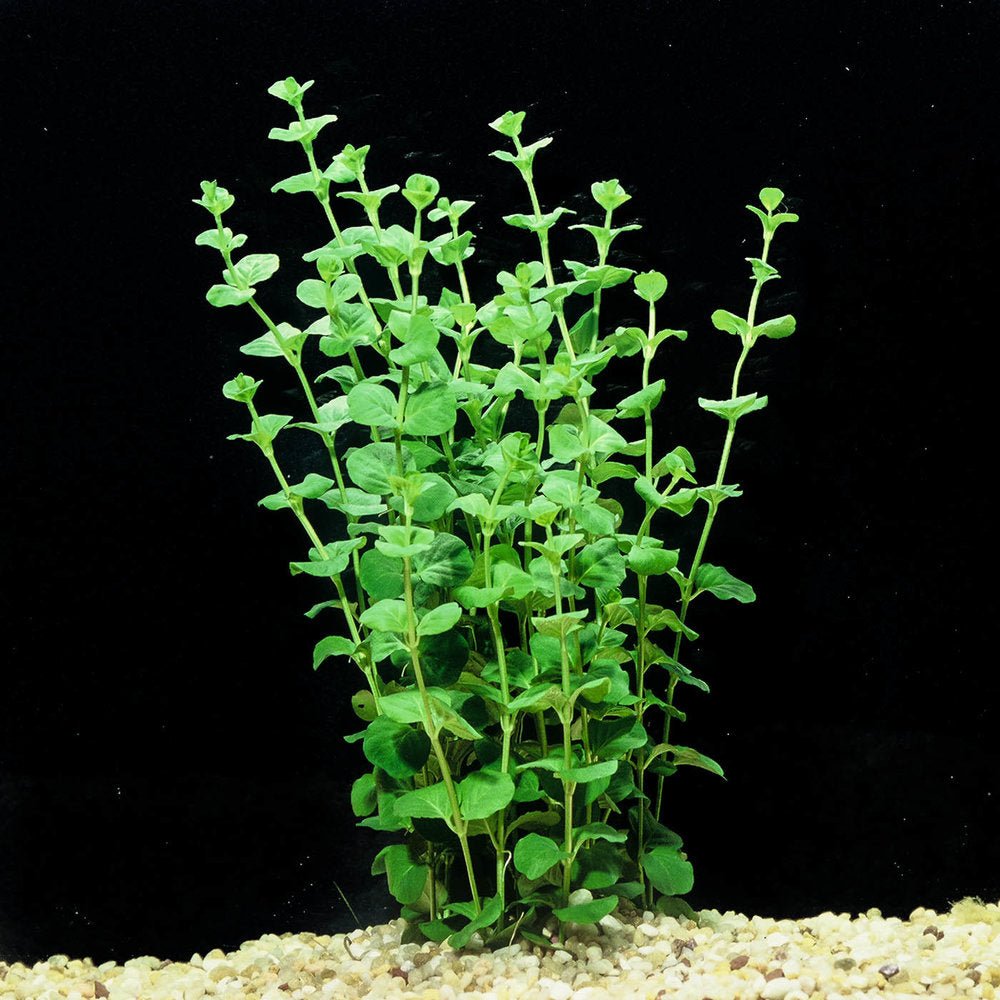 Creeping Jenny (Lysimachia nummularia) - Superior Shrimp & Aquatics