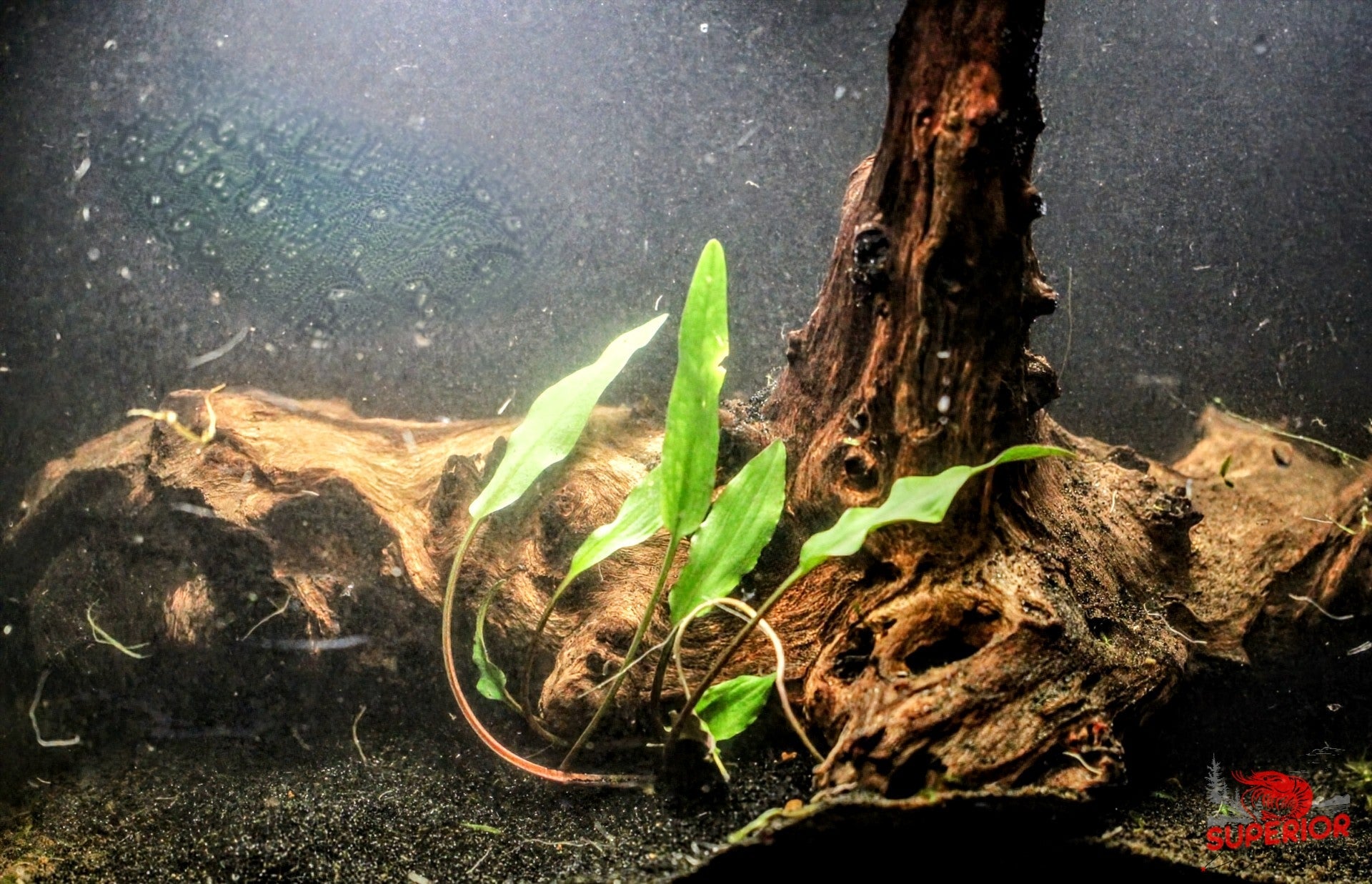 Cryptocoryne Lutea - Superior Shrimp & Aquatics