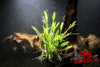 Cryptocoryne Parva - Superior Shrimp & Aquatics