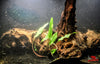 Cryptocoryne Spiralis - Superior Shrimp & Aquatics