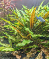 Cryptocoryne Wendtii (Undulata) - Superior Shrimp & Aquatics