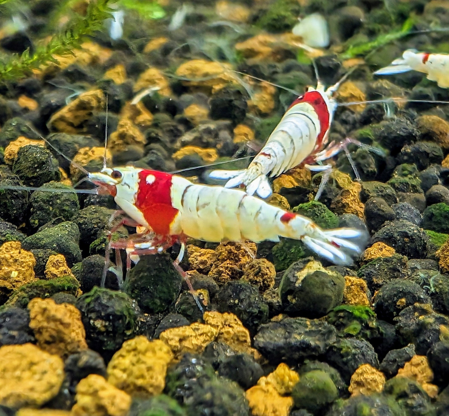 Crystal Red (CRS) Shrimp - Superior Shrimp & Aquatics