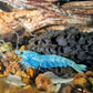 Extreme Blue Bolt Shrimp image 1