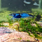 Blue Rili Shrimp image 0