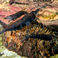 Black Rose Shrimp image 0