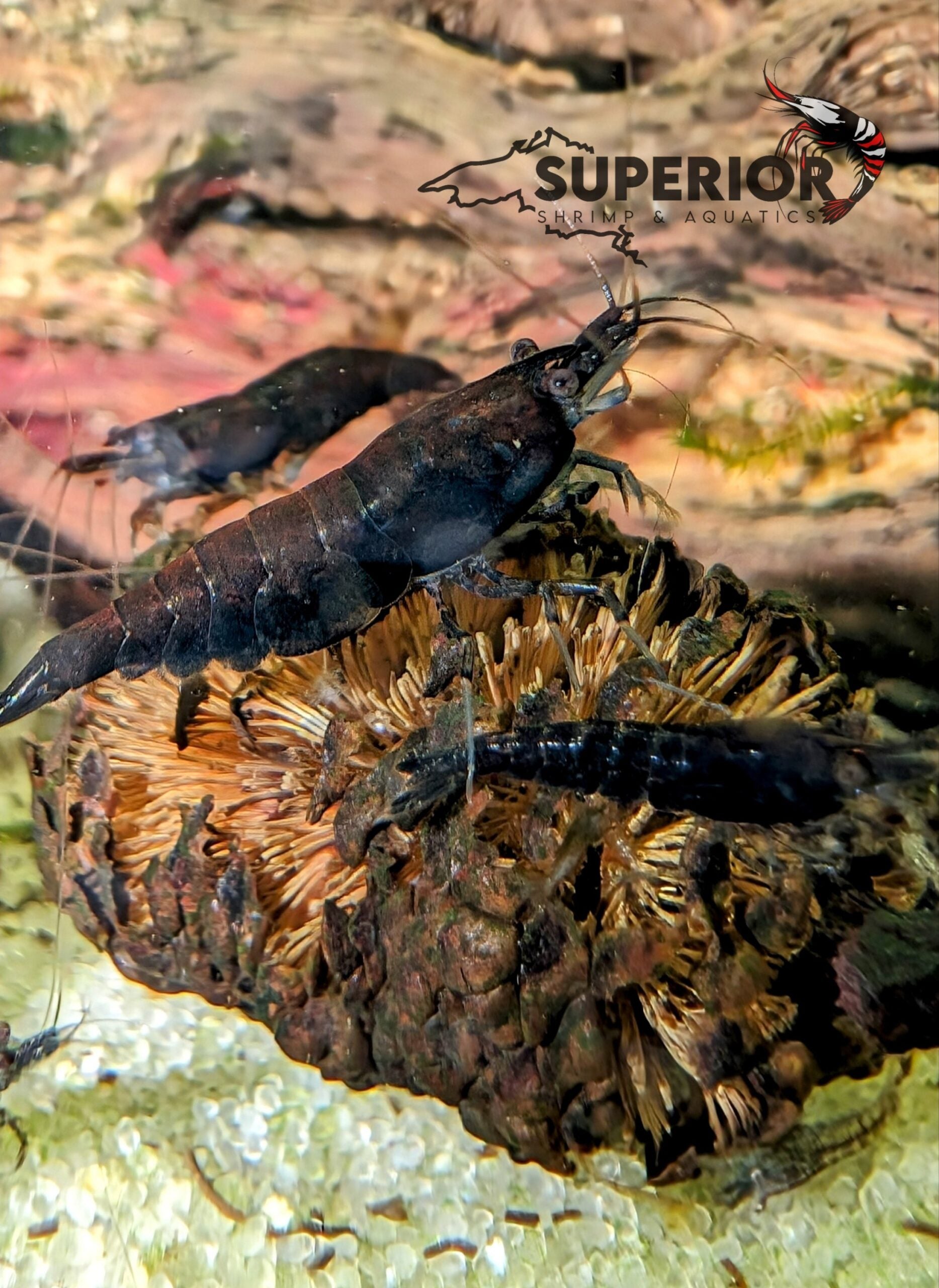 Black Rose Shrimp image 0