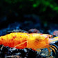 Koi Starburst Shrimp image 5