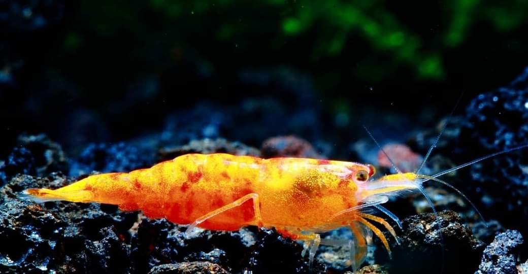 Koi Starburst Shrimp image 5