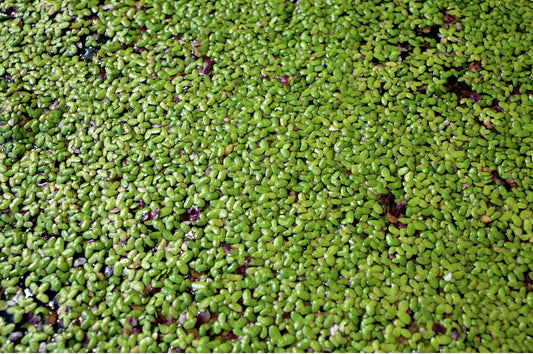 Duckweed (Lemna minor) - Superior Shrimp & Aquatics